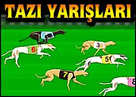 Tazı Yarışları